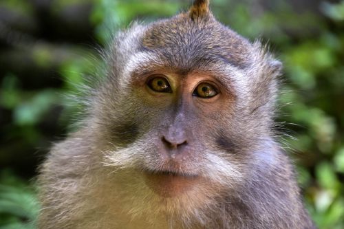 Bali, Indonezija, Kelionė, Ubud, Beždžionių Miškas, Beždžionė, Gamta, Gyvūnas, Veidas, Galva, Išraiška