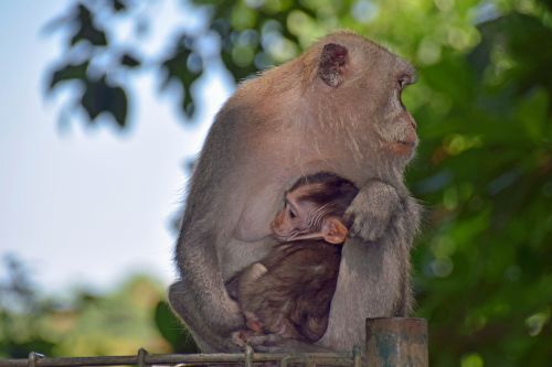 Bali, Indonezija, Kelionė, Ubud, Beždžionių Miškas, Beždžionė, Gamta, Gyvūnas, Beždžionių Riešutas, Beždžionių Vaikas, Beždžionė, Motina Ir Vaiku, Beždžionė Jauni, Užtvankos
