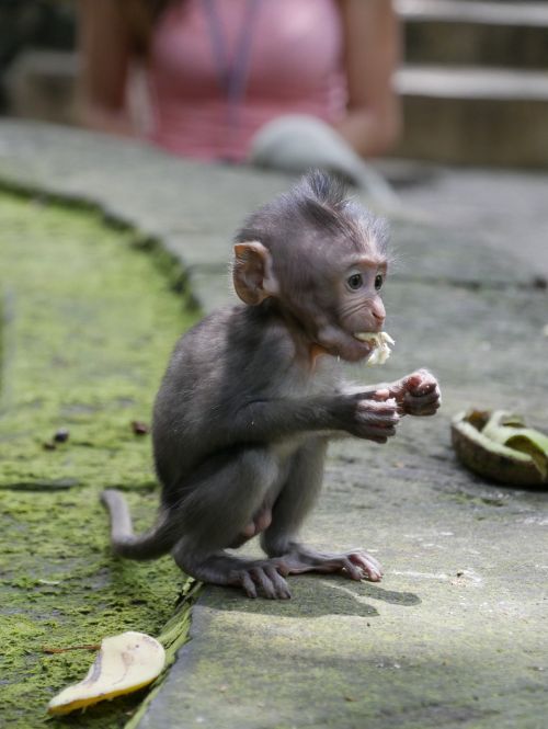 Bali, Indonezija, Asija, Beždžionė