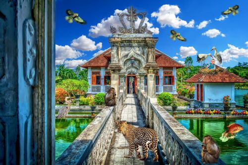 Bali, Egzotiškas, Gyvūnai, Sudėtinis