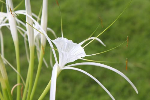Bali, Balta Gėlė, Sting Krabines Lelijas