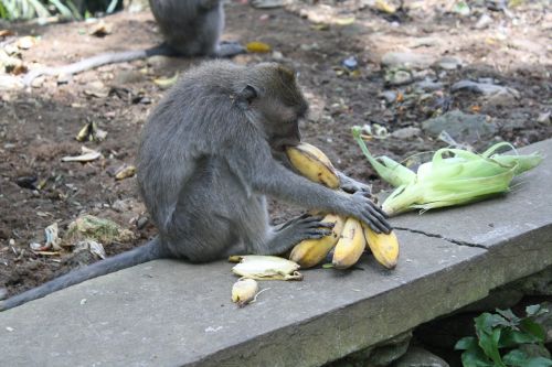 Bali, Indonezija, Beždžionių Miškas, Beždžionė