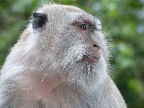 Bali, Indonezija, Beždžionė, Primatas, Fauna