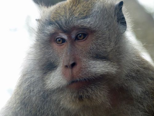 Bali, Indonezija, Beždžionė, Primatas