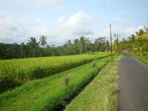 Bali, Ubud, Ryžių Laukai