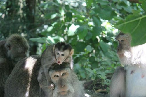 Bali, Ubud, Beždžionė, Miškas, Vaikiška Beždžionė, Indonezija