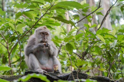 Bali Ilgai Tailed Makakos,  Makakos,  Beždžionė,  Primatų,  Žinduolis,  Gyvūnijos,  Mąstantis,  Gyvūnas,  Valgymas,  Miškas,  Ubud,  Bali,  Beždžionė Miško