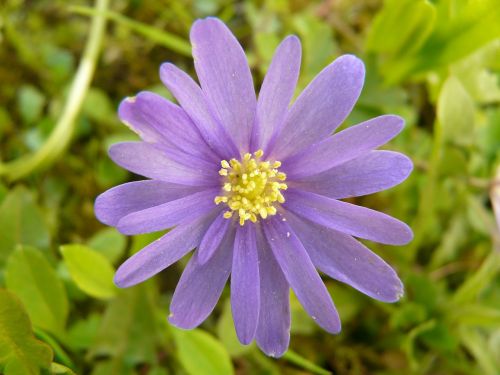 Balkan Anemone, Anemone Blanda, Anemonis, Gėlė, Augalas, Žiedas, Žydėti, Žydėti, Laukinis Augalas, Laukinė Gėlė, Makro, Uždaryti