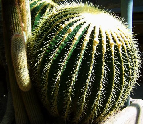 Rutulinis Kaktusas, Meksikietiškas Kaktusas, Botanikos Sodas