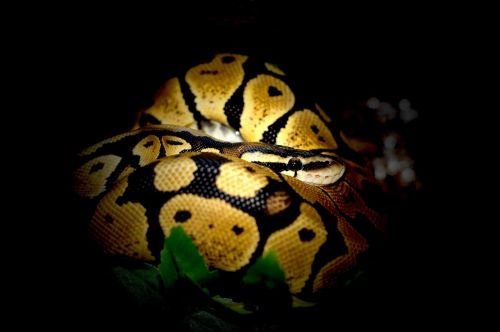 Kamuolys Python, Python, Gyvatė, Constrictor, Džiunglės