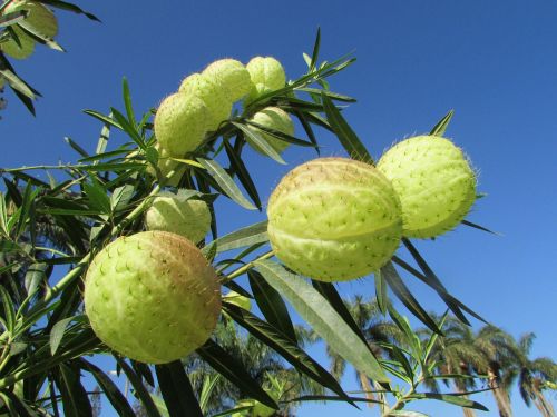 Balionų Augalas, Gėlė, Baloon Gėlė, Dharwad, Indija, Gėlių, Augalas, Natūralus, Žiedas, Žydėti, Žiedlapis, Botanikos, Ekologiškas, Stiebas, Botanika, Žolė, Žemdirbystė, Lauke, Aplinka, Wildflower, Lapai, Sodininkystė