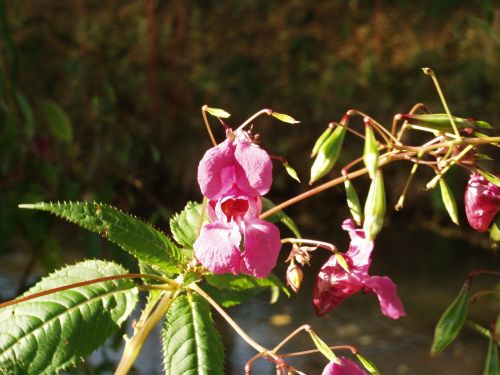 Balzamas, Žiedas, Žydėti, Violetinė, Gėlė, Neophyte