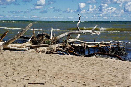 Baltijos Jūra, Latvia, Driftwood, Laukinė Gamta