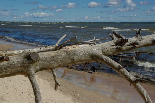 Baltijos Jūra, Latvia, Driftwood, Laukinė Gamta