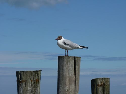 Baltijos Jūra, Kepuraitė, Darß, Zingst, Jūra, Kajakas, Paukščiai, Papludimys, Vasara