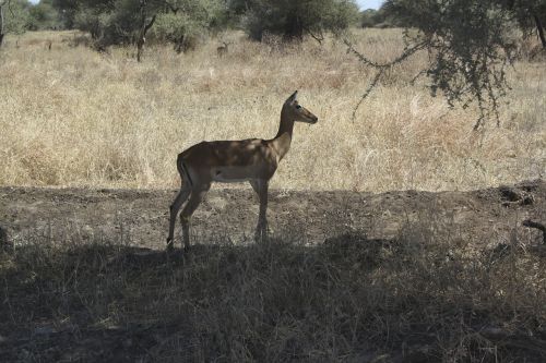 Bambis, Afrika, Gyvūnai