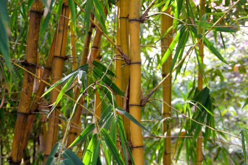 Bambukas, Miškas, Atogrąžų Miškas, Bambuko Miškas, Bambuko Augalai