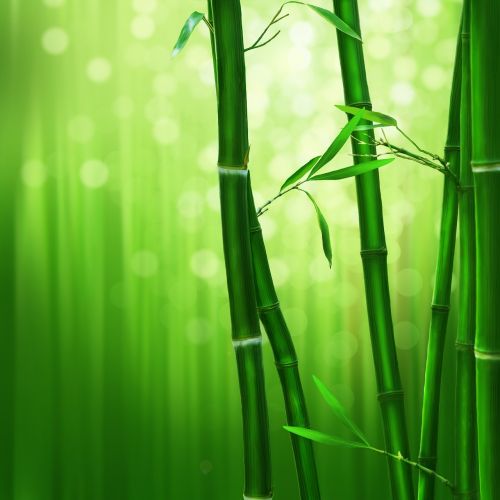 Bambukas, Žalias, Gamta