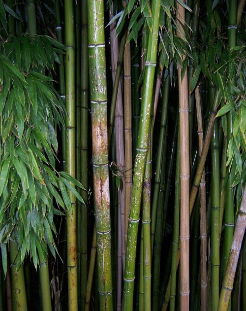 Bambukas, Žalias, Augalas, Dygsta, Stiebas