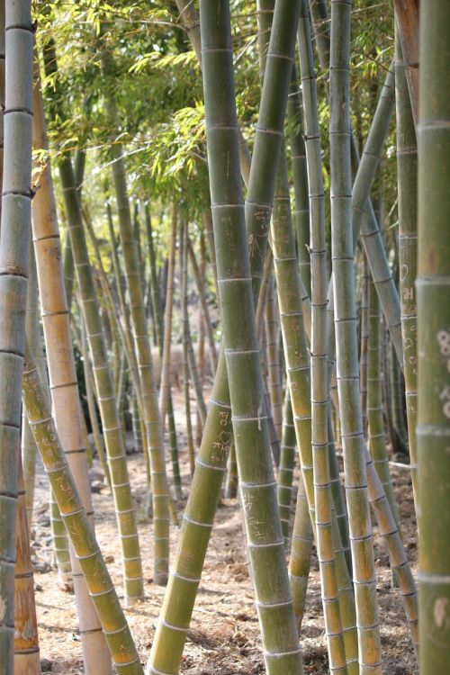 Bambukas, Geltonas Bambukas, Vs Gira 