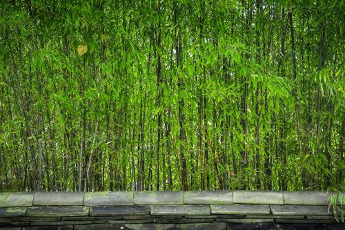 Bambukas, Mediena, Augalai, Gamta, Tiesi Linija, Lapai, Stogo Čerpė, Žalias, Miškas, Korėjos Respublika, Zen