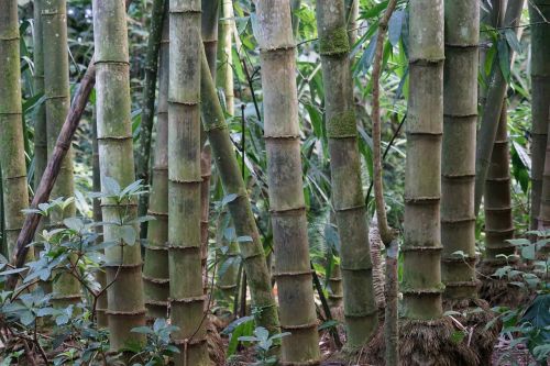 Bambukas, Bambusoideae, Rhizome, Saldus Žolė, Medis, Žalias, Bambuko Lazda, Augalas