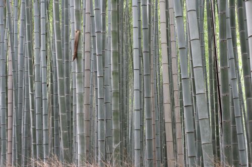 Bambukas, Miškas, Augalai, Flora, Gamta, Augalas, Žalias