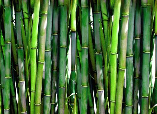 Miškas,  Bambukas,  Bambukas
