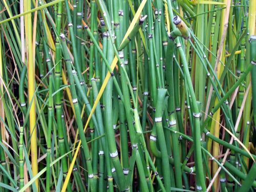 Bambukas,  Žalias,  Fonas,  Bambukas