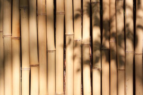 Bambukas, Milžinas Bambukas, Bambuko Siena, Gelsvas, Augalas, Flora, Fondas, Fonas, Šešėlių Žaidimas, Ispaniškas