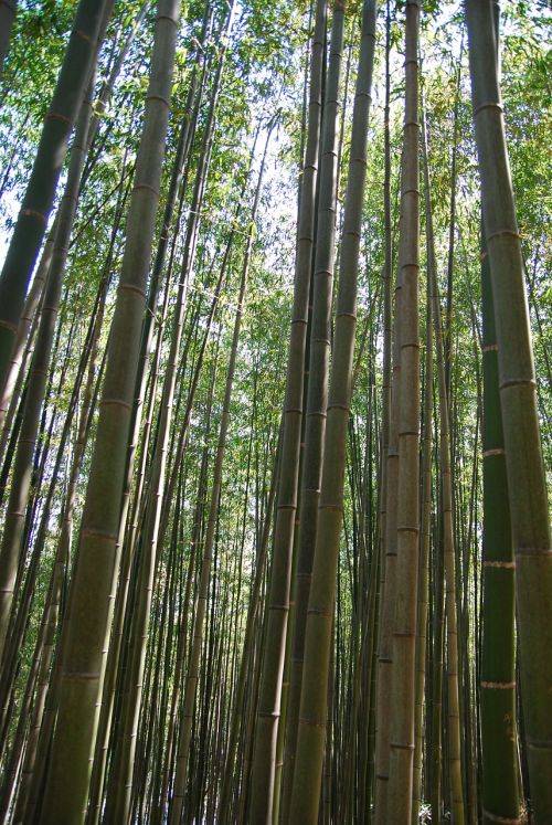 Bambukas, Gamta, Bambuko Miškas, Vs Gira Tiesi Linija, Tekstūra, Korėjos Respublika, Kraštovaizdis, Augalai, Pertrauka, Mediena, Bambuko Ūgliai, Žalias, Bambuko Žalia