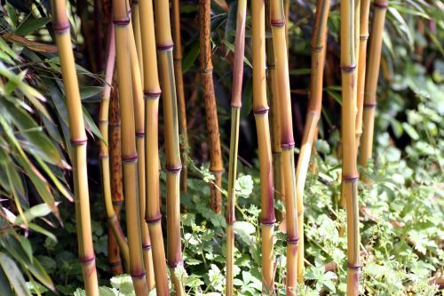 Bambukas, Gamta, Mediena, Stiebai, Lapai