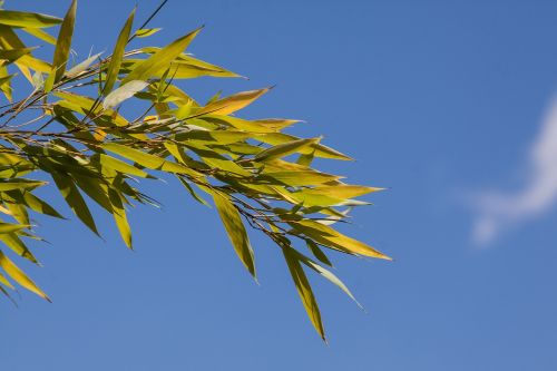 Bambukas, Žolė, Bambuko Augalai, Grasartig, Erdvus, Petite, Lapų Karūna, Geltona, Žalias, Mėlynas