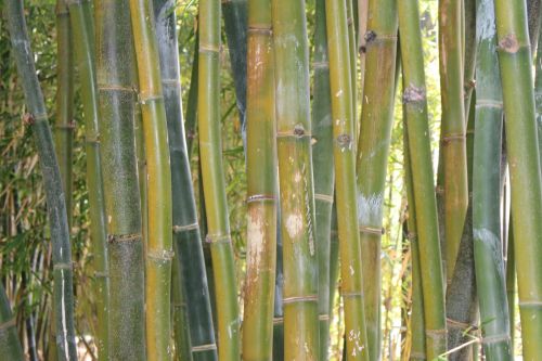 Bambukas,  Augalai,  Gamta,  Bambukas