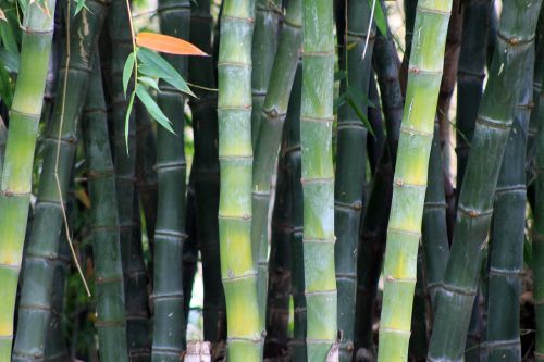 Bambukas, Sodas, Japoniškas Sodas, Lauke, Žalias, Gamta