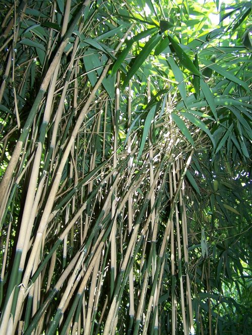 Bambukas, Miškas, Gamta, Lapai, Asija, Žalias, Bambuko Miškas, Bambuko Augalai, Atogrąžų Miškas, Medžiai, Žolė, Zen