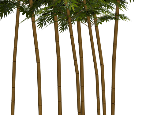 Bambukas, Augalas, Sveikata, Skaitmeninis Menas, Izoliuotas