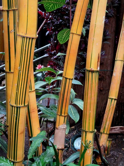 Bambukas, Nendrės, Kinai