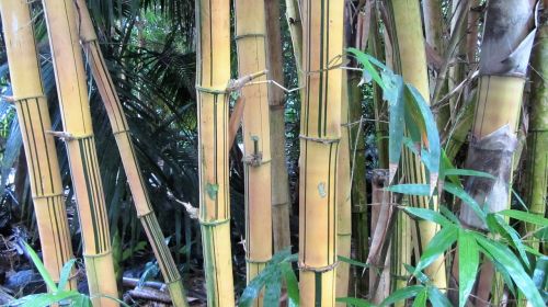 Bambukas, Bambuko Mediena, Tropikai, Atogrąžų