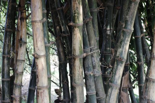 Bambukas, Žalias, Gamta, Natūralus, Miškas, Apdaila, Sodas, Medis, Filialas