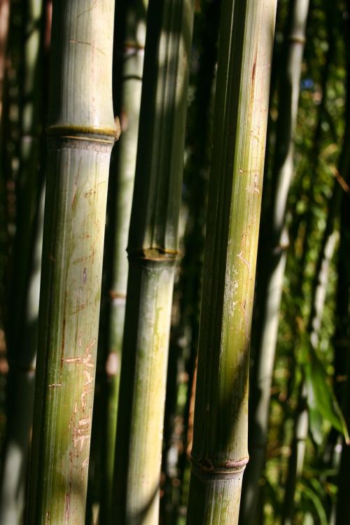 Bambukas, Bambukai, Augalas, Gamta, Parkas, Struktūra, Bambuko Strypai, Strypai, Uždaryti, Nendrė, Tekstūra, Bambuko Mediena, Žalias, Žolė, Žolės, Lignify, Natūrali Medžiaga