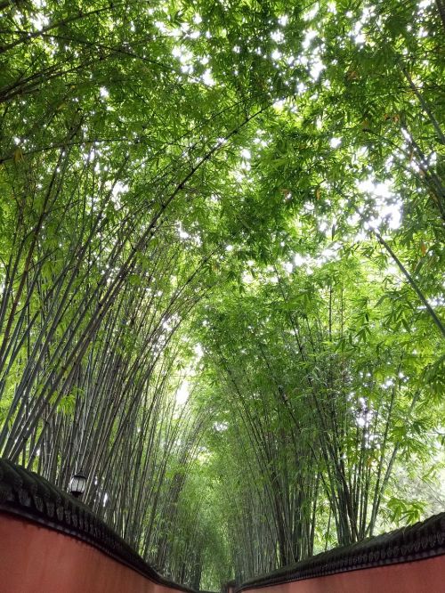 Bambukas, Jin-Li, Žalias