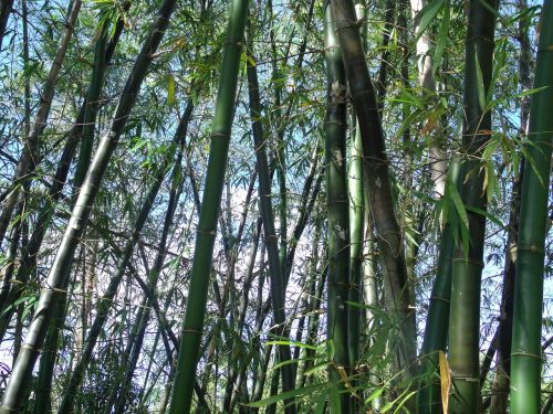 Bambukas, Augalai, Japanese, Sodas, Japonija, Medis, Lauke, Peizažas, Gamta, Miškas, Lapija, Natūralus, Ramus