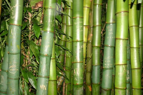 Bambukas, Šventė, Egzotiškas, Gamta