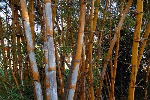 Bambukas, Medis, Miškas