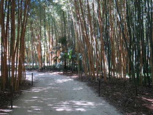Bambukas, Anduze, Cévennes, Redwoods, Milžinai, Laosiečių Kaimas