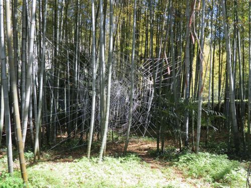 Bambukas, Anduze, Cévennes, Redwoods, Milžinai, Laosiečių Kaimas