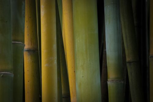 Bambukas, Gamta, Augalai