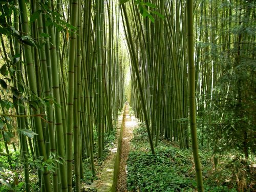 Bambukas, Sodas, Japoniškas Sodas, Į Pietus Nuo Prancūzijos