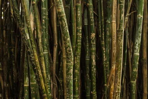 Bambukas, Žalias, Gamta, Modelis, Tekstūra, Medžiai